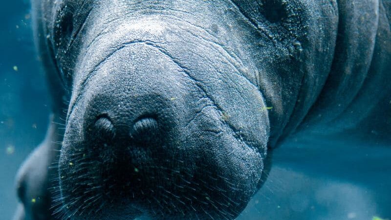 swim with manatees packing list